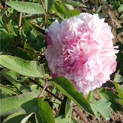 大金粉牡丹鲜切花