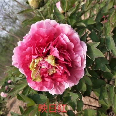 映日红牡丹鲜切花