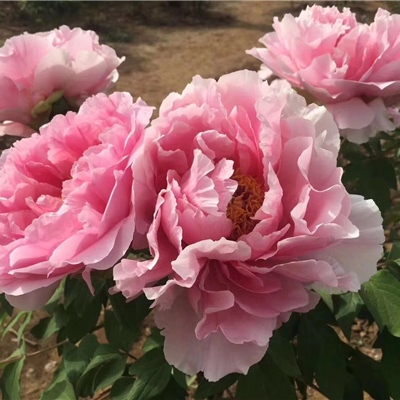 肉芙蓉牡丹鲜切花