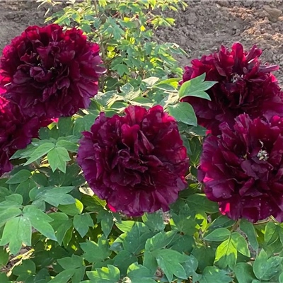 黑海撒金牡丹鲜切花