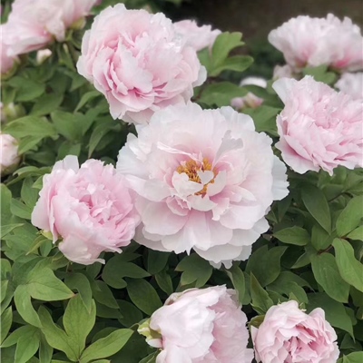 咸池争春牡丹鲜切花