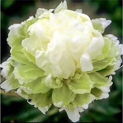 绿色牡丹鲜切花