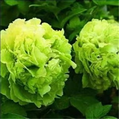 豆绿牡丹鲜切花