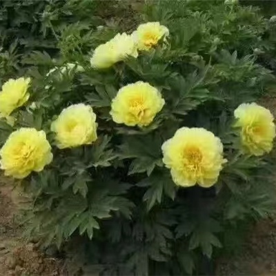 姚黄牡丹鲜切花