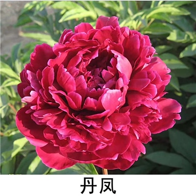 丹凤芍药鲜切花