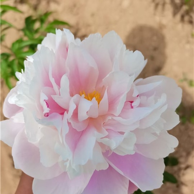 蓝海碧波芍药鲜切花