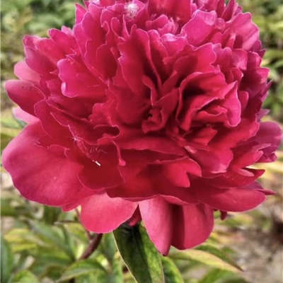 高杆红芍药鲜切花