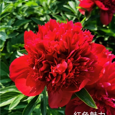 堪萨斯芍药鲜切花