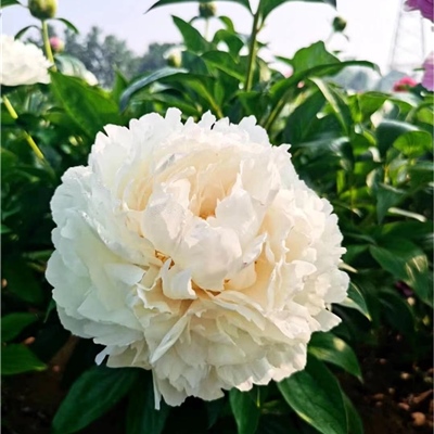 奶油婉芍药鲜切花