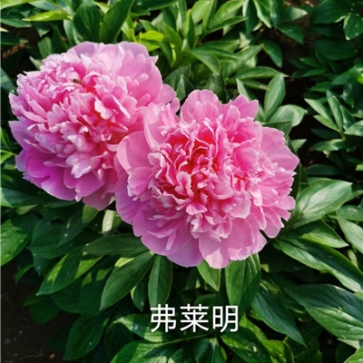 弗莱明芍药鲜切花