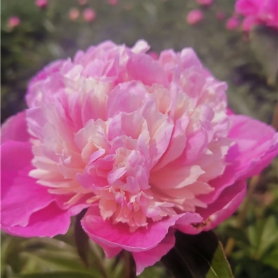 春晓芍药鲜切花