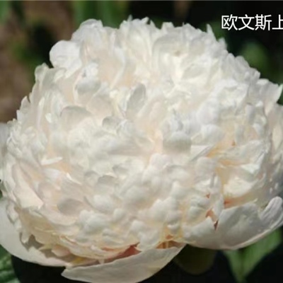 欧文斯上校芍药鲜切花