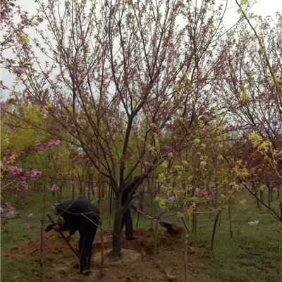 大樱花