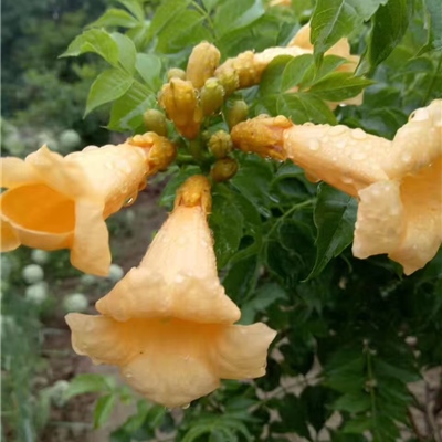 荷兰黄花凌霄
