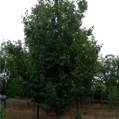 木瓜树