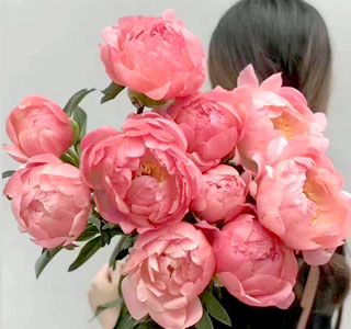 牡丹芍药插花