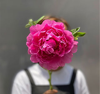 牡丹芍药插花