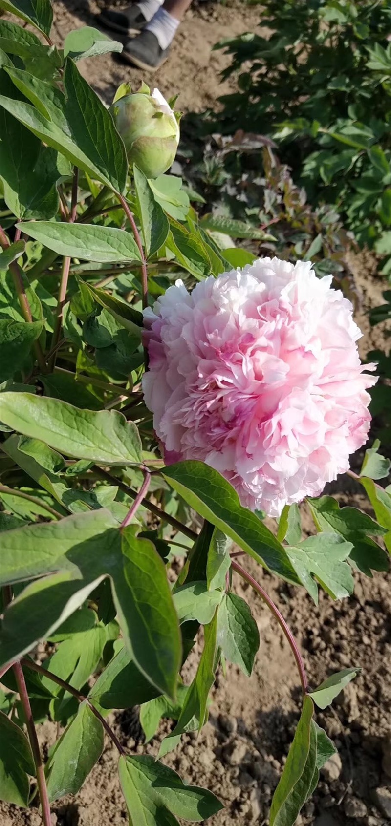 大金粉牡丹鲜切花