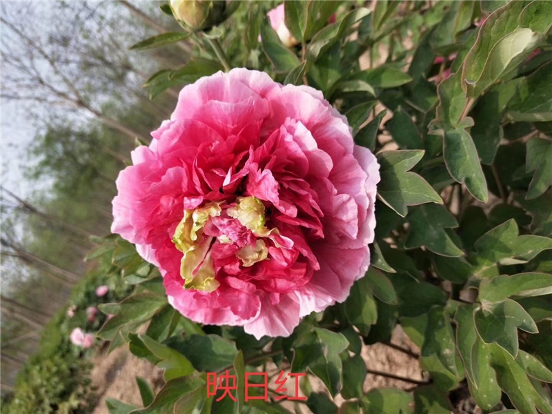 映日红牡丹鲜切花