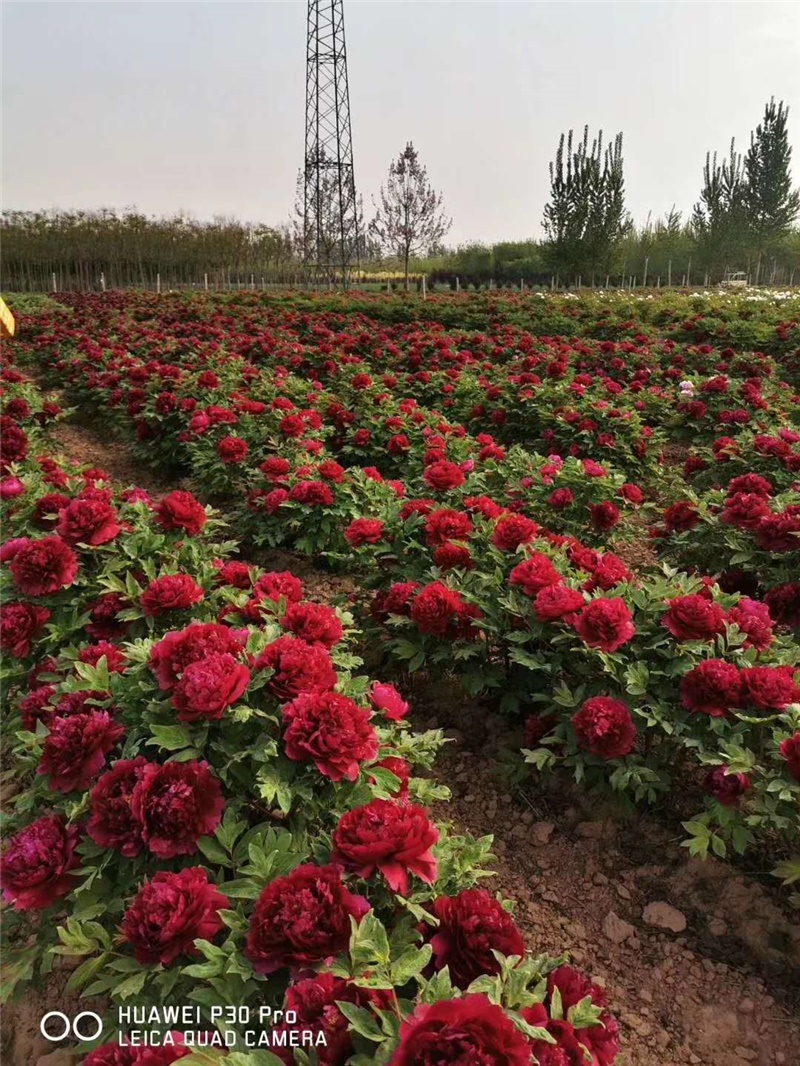 花王牡丹鲜切花