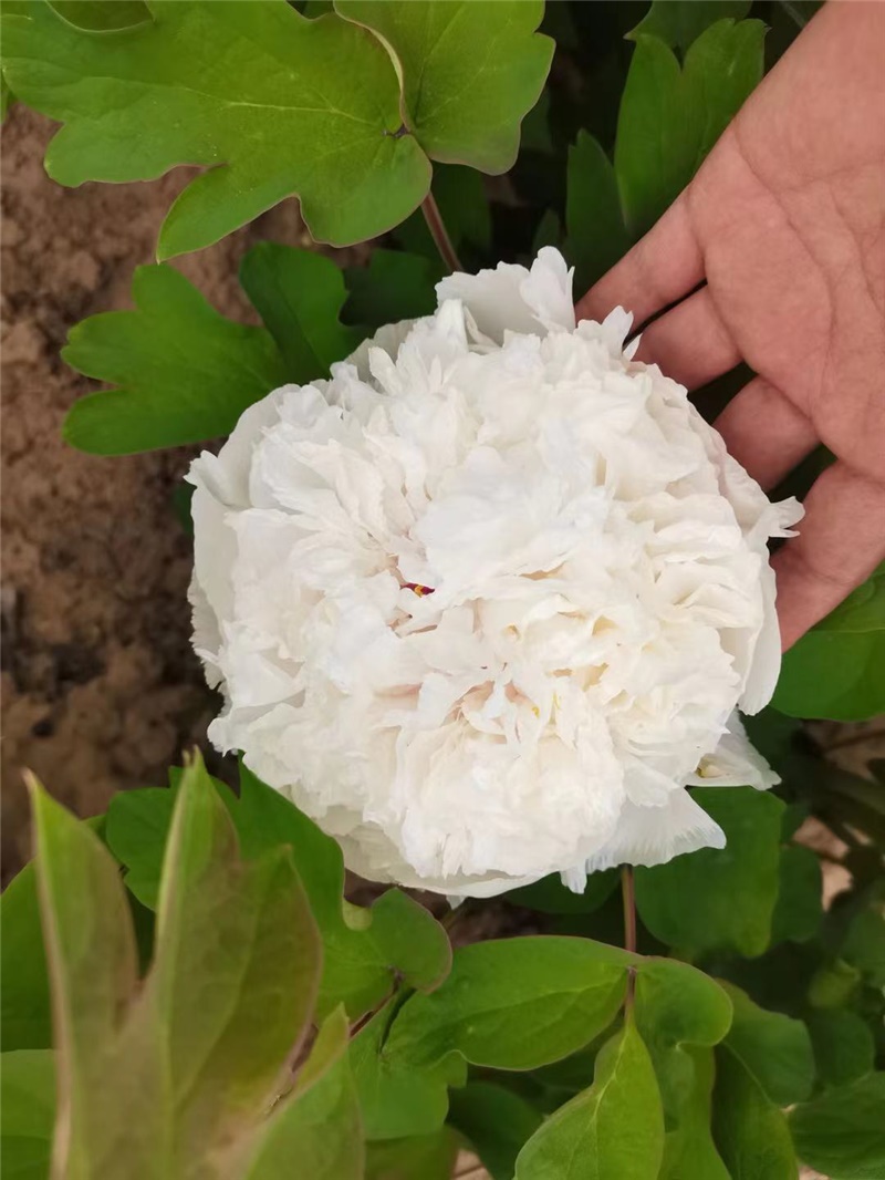 景玉牡丹鲜切花