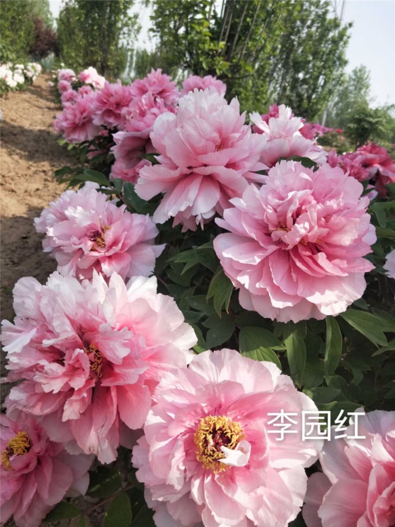 李园红牡丹鲜切花