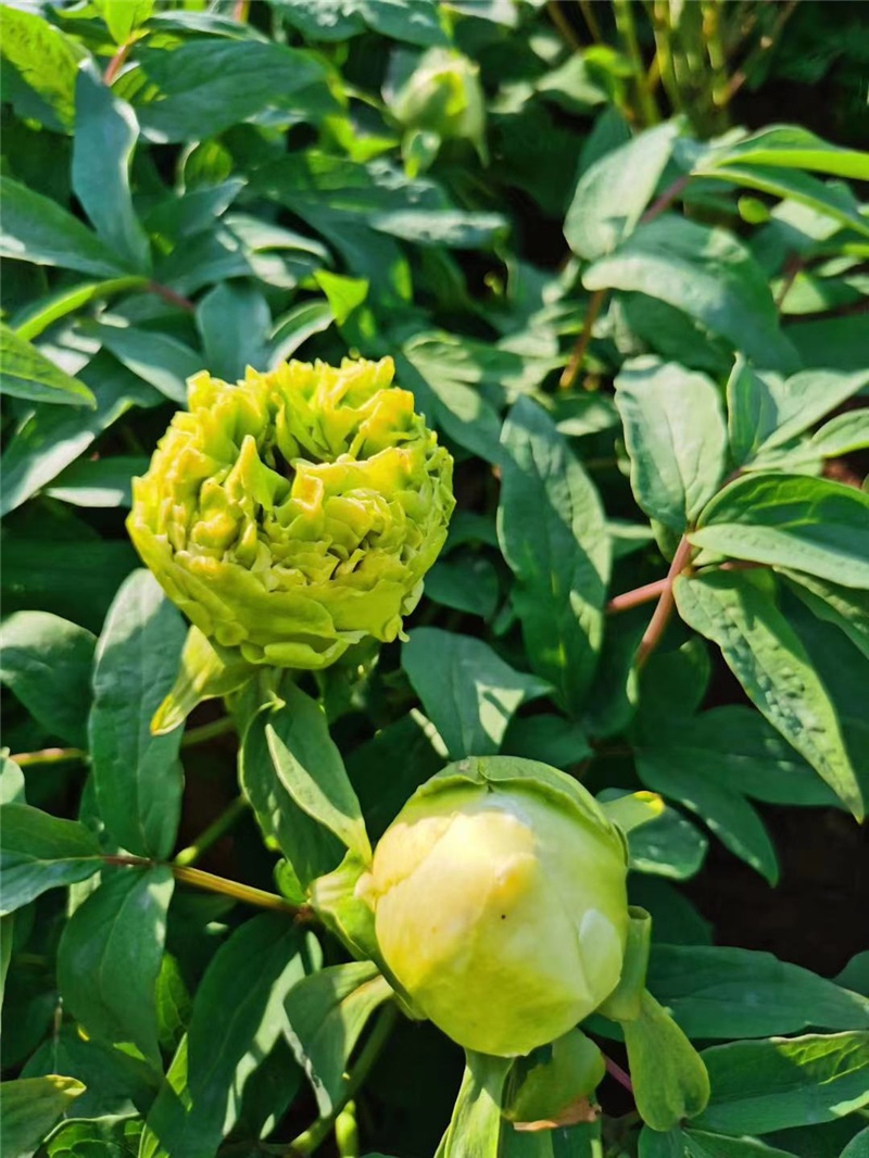 豆绿牡丹鲜切花