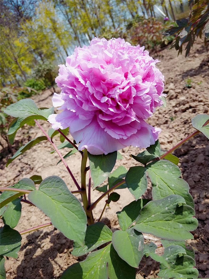 蓝宝石牡丹鲜切花