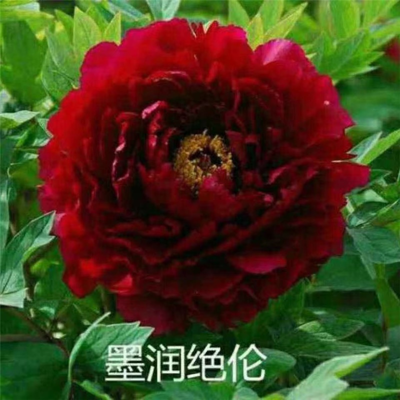 墨润绝伦牡丹鲜切花