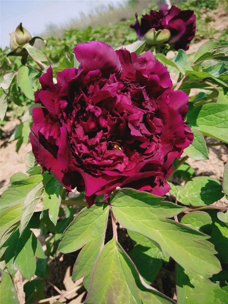 烟笼紫牡丹鲜切花