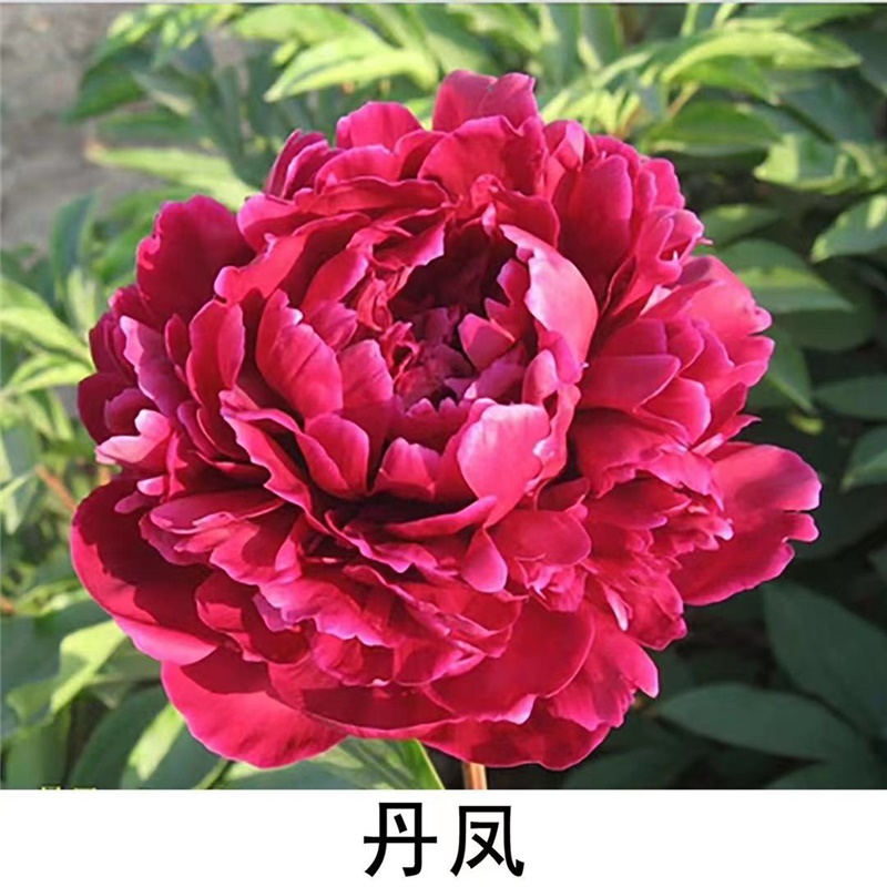 丹凤芍药鲜切花