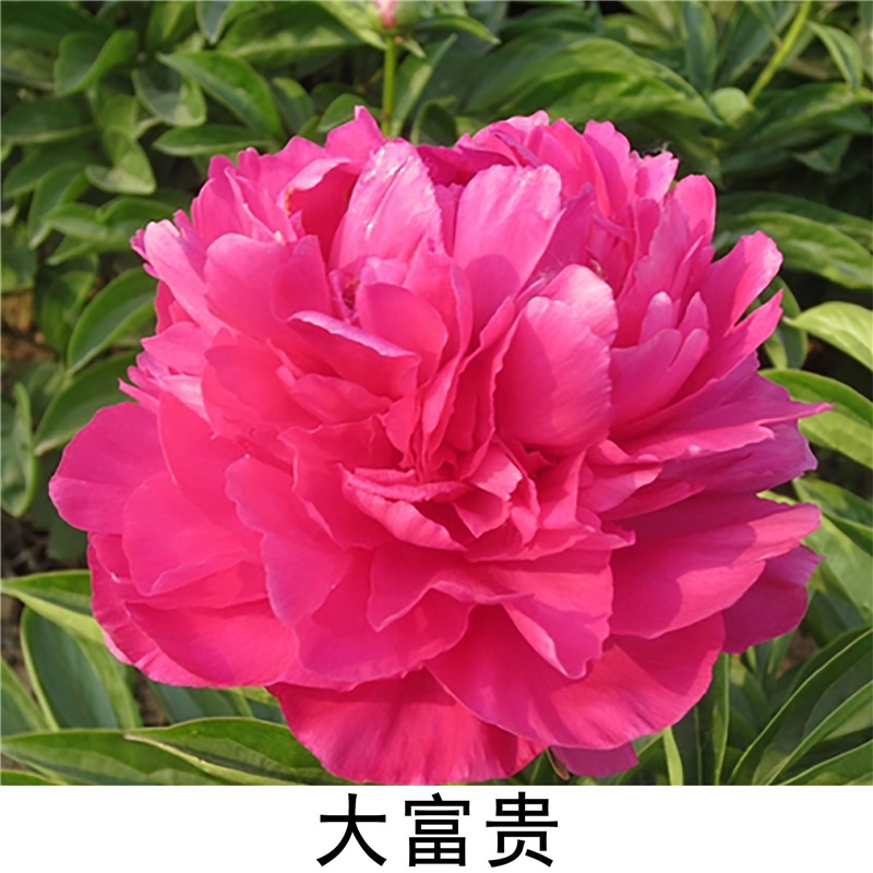 大富贵芍药鲜切花