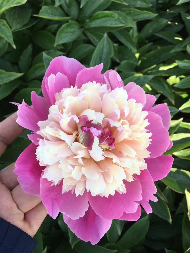 春晓芍药鲜切花