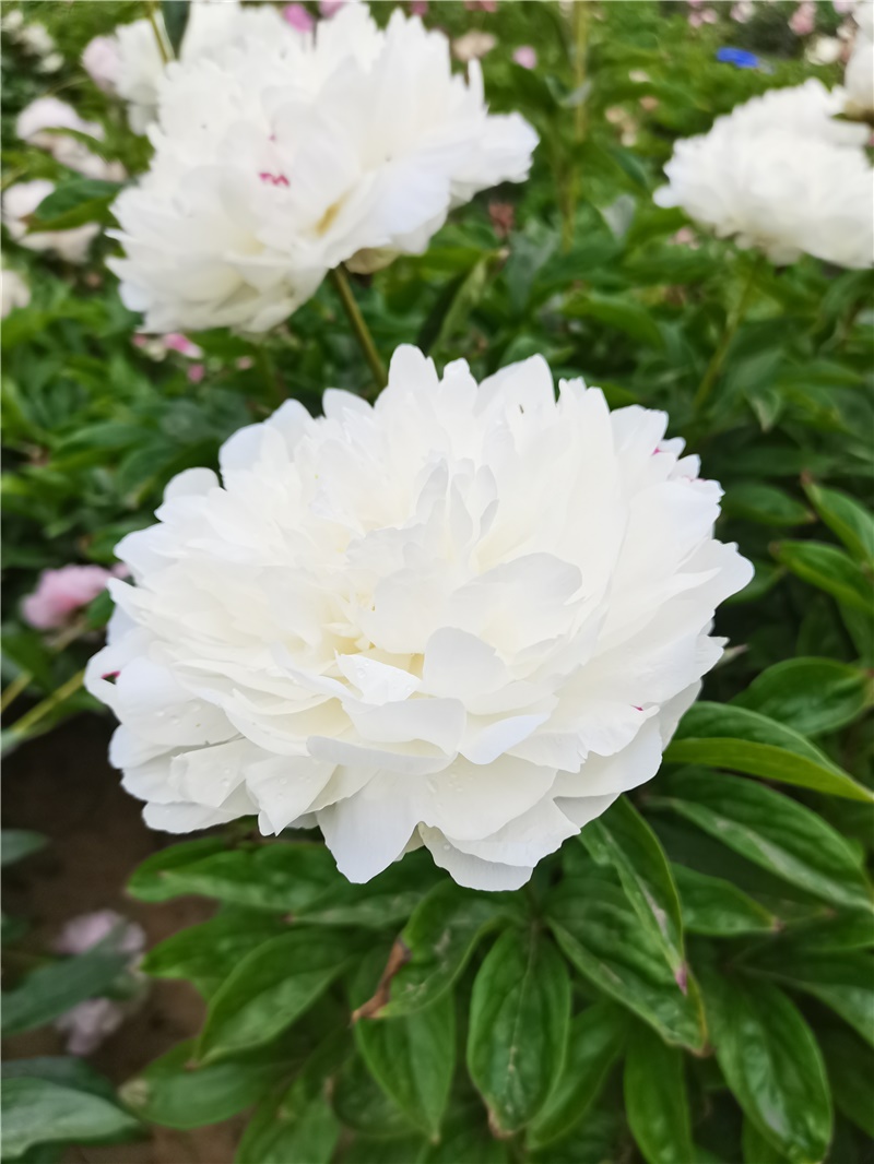 杨妃出浴芍药鲜切花