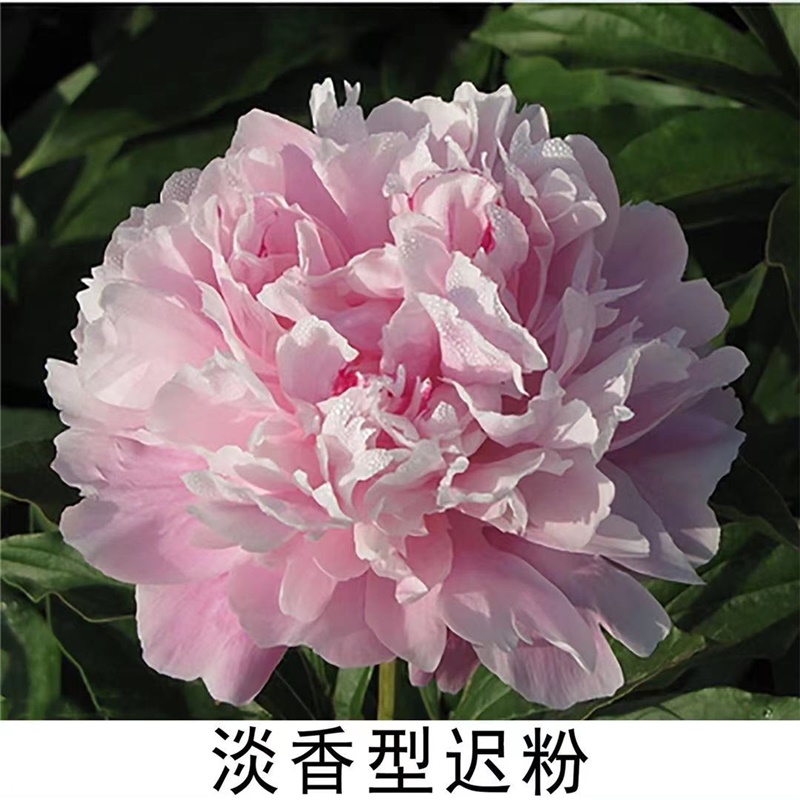 淡香型迟粉芍药鲜切花