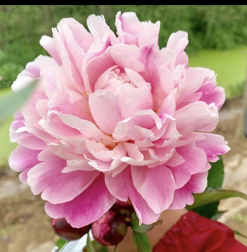 粉岭红花芍药鲜切花
