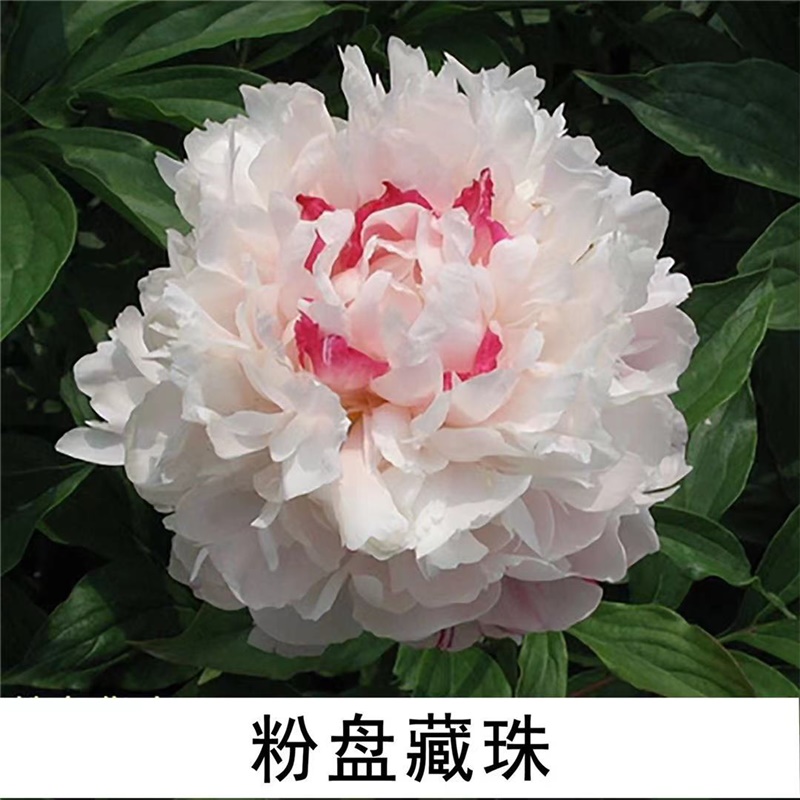粉盘藏珠芍药鲜切花