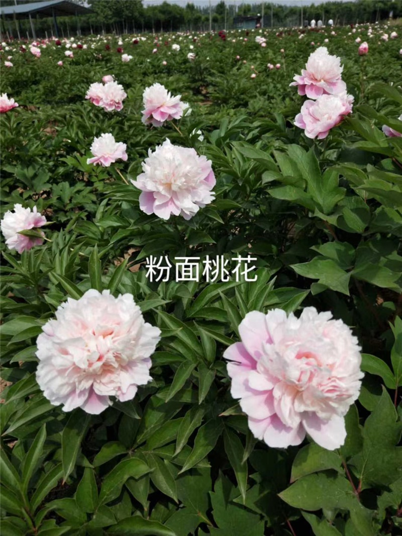 粉面桃花芍药鲜切花