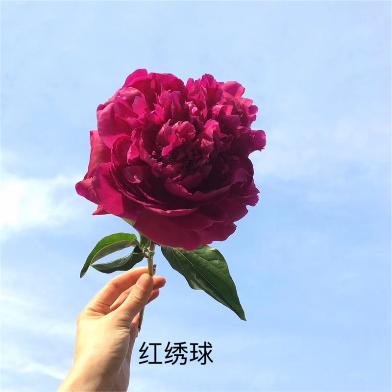 红秀球芍药鲜切花