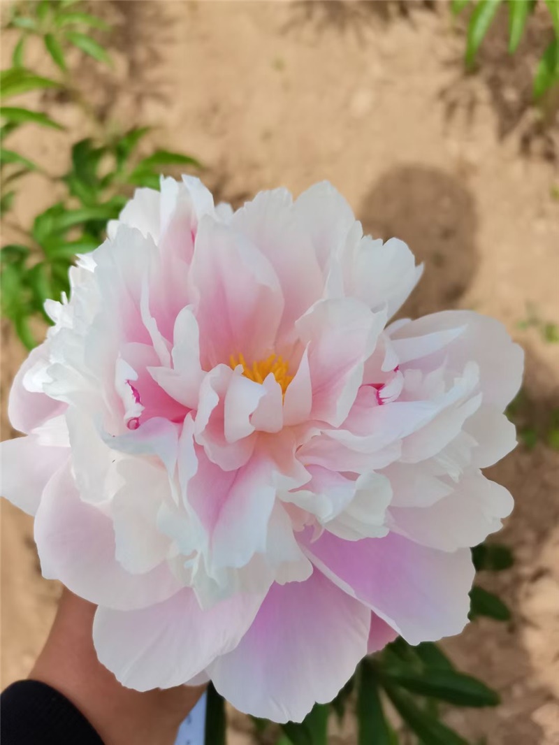 蓝海碧波芍药鲜切花