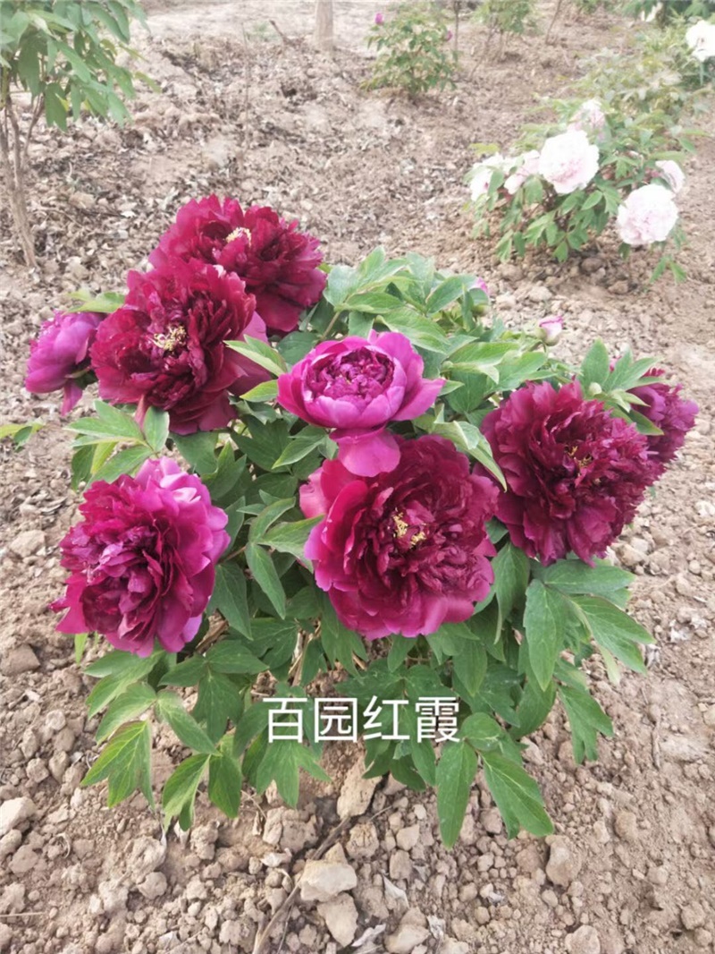 百园红霞牡丹鲜切花