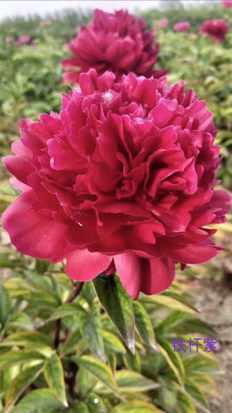 高杆红芍药鲜切花