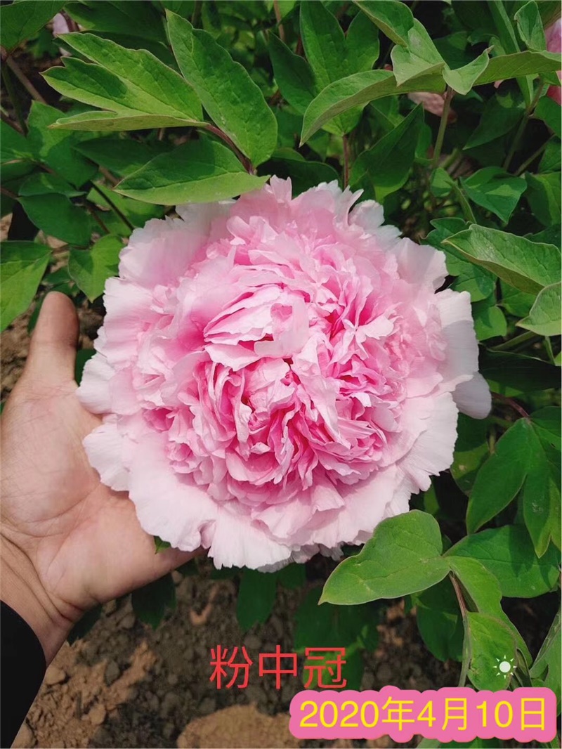粉中冠牡丹鲜切花