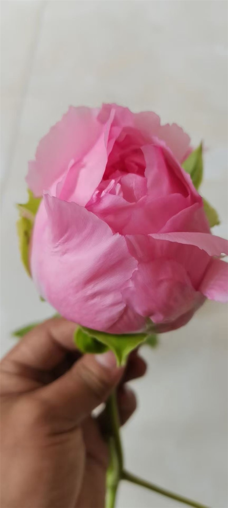 肉芙蓉牡丹鲜切花