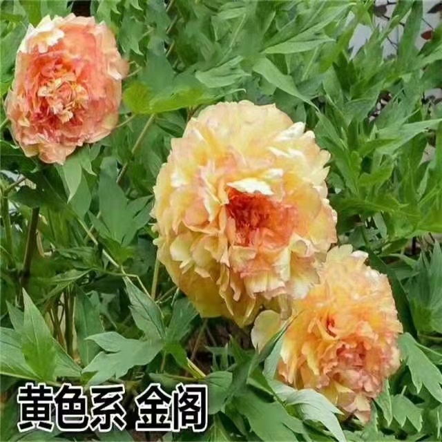 金阁牡丹鲜切花