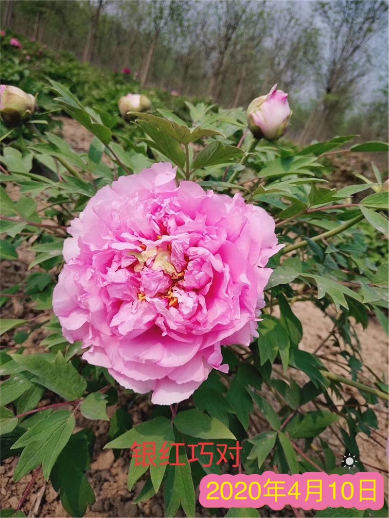 银红巧对牡丹鲜切花