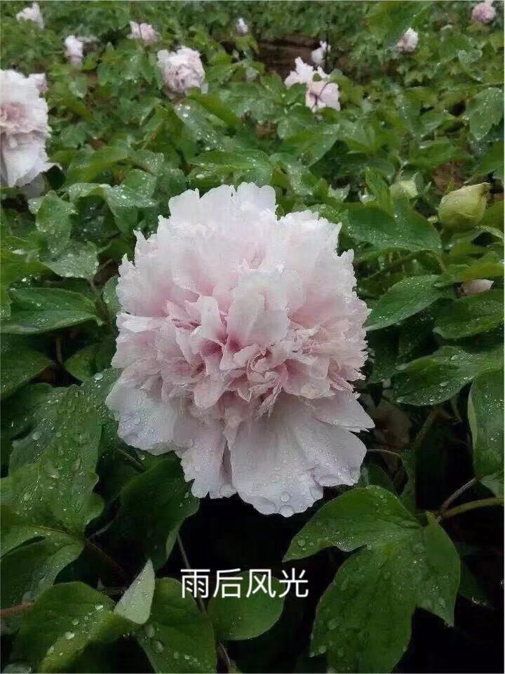 雨后风光牡丹鲜切花