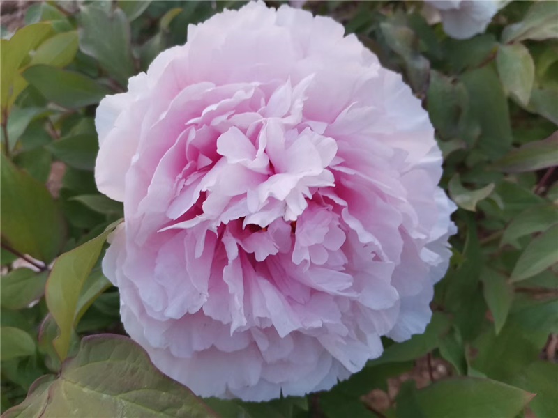 雪映桃花牡丹鲜切花