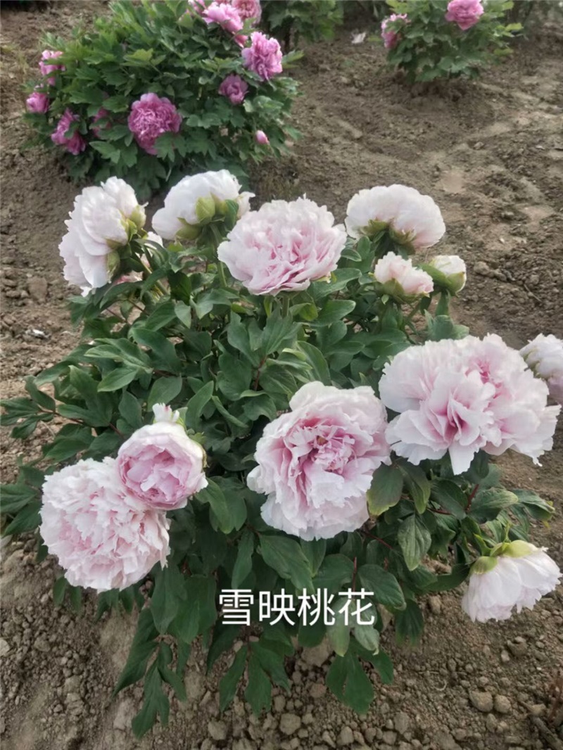 雪映桃花牡丹鲜切花