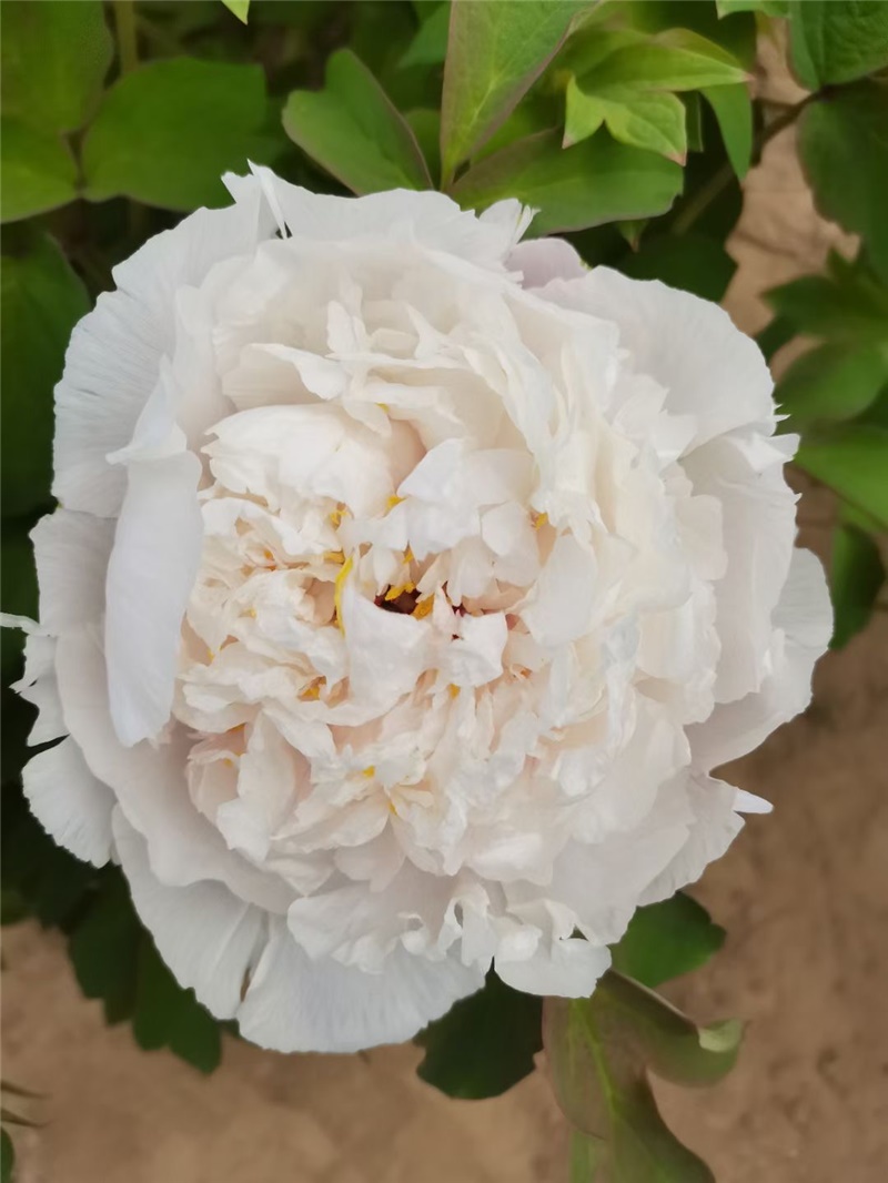 香玉牡丹鲜切花